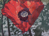 Poppy